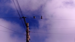 Hemiphaga novaeseelandiae