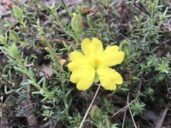 Hibbertia puberula