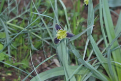 Iris tuberosa