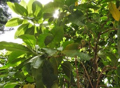 Iochroma fuchsioides