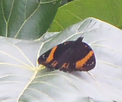 Marianas Eight-Spot