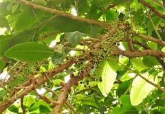 Iochroma fuchsioides