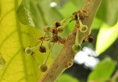 Iochroma fuchsioides