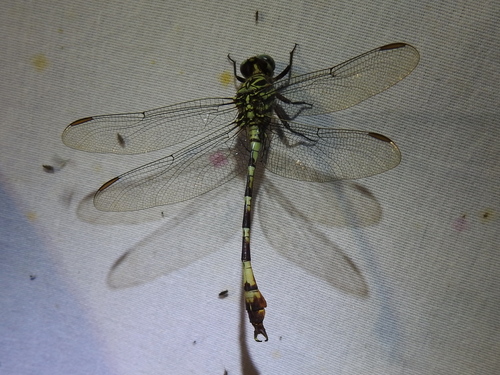 Broad-striped Forceptail photo 4