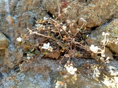 Samolus repens repens