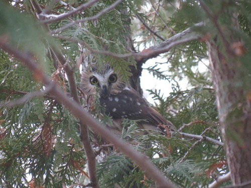 Aegolius acadicus