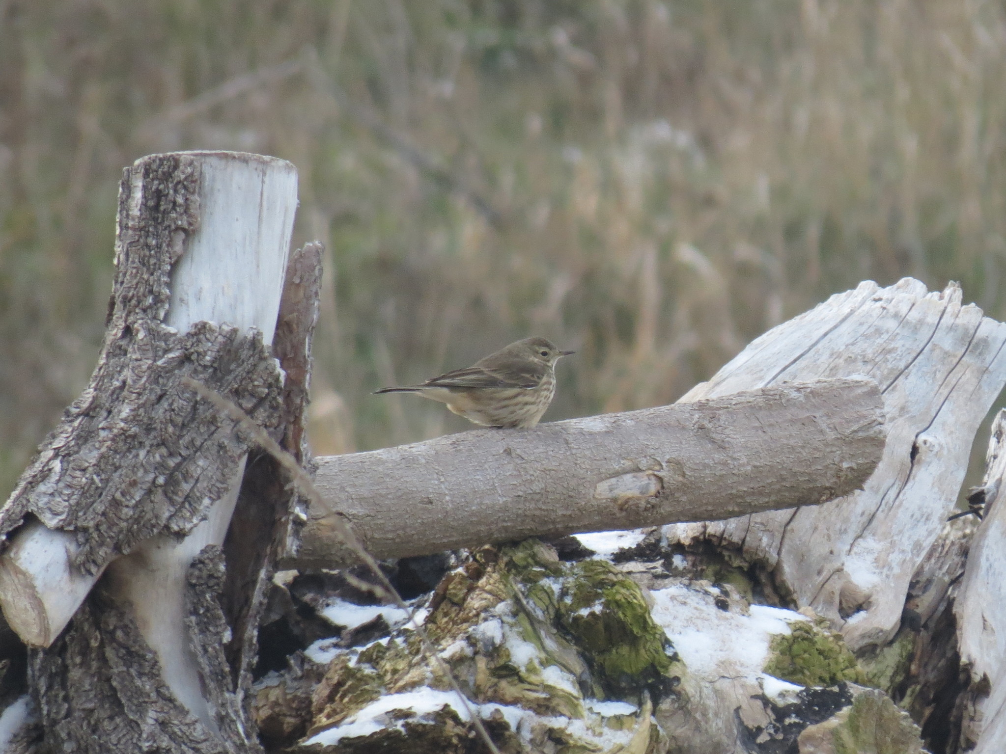 American Pipit