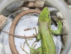 Liolaemus cyanogaster