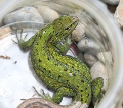 Liolaemus cyanogaster