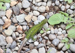 Liolaemus cyanogaster