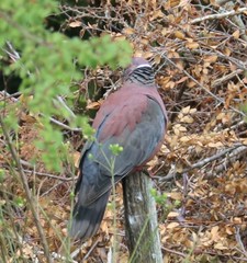 Patagioenas araucana
