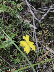 Hibbertia puberula