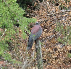 Patagioenas araucana