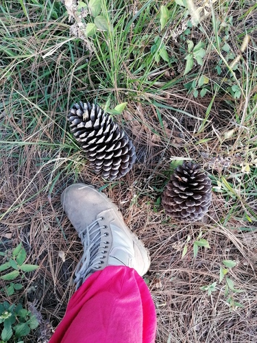 Montezuma pine (Pinus montezumae)