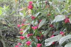 Cavendishia tarapotana