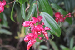 Cavendishia tarapotana