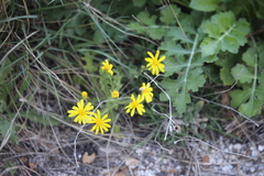 Senecio vernalis