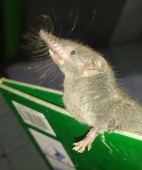 Mindanao Shrew (Crocidura beata) — Data Deficient Mammalia