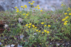 Senecio vernalis