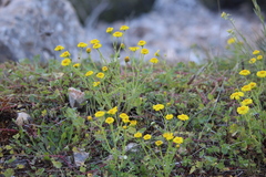 Senecio vernalis