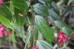 Cavendishia tarapotana