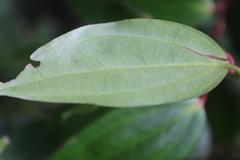 Cavendishia tarapotana