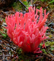 Ramaria araiospora