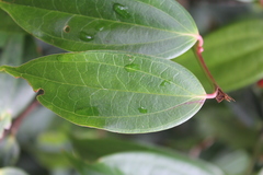 Cavendishia tarapotana