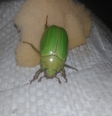 Pelidnota prasina