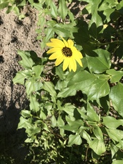 Helianthus debilis image