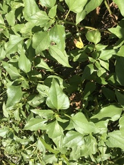 Helianthus debilis image