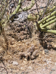 Tephrocactus molinensis