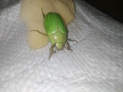 Pelidnota prasina