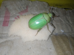 Pelidnota prasina