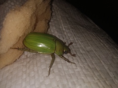 Pelidnota prasina
