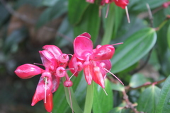 Cavendishia tarapotana