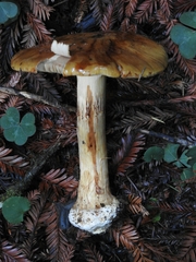 Calonarius elegantio-occidentalis