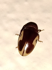 Chelonarium ornatum