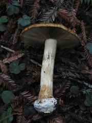 Calonarius elegantio-occidentalis