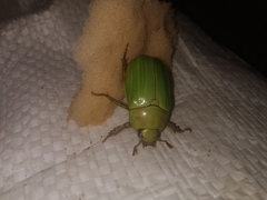 Pelidnota prasina