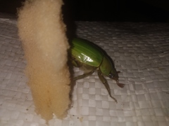 Pelidnota prasina