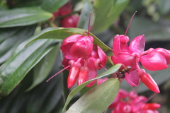 Cavendishia tarapotana