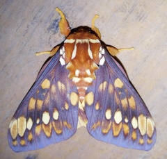 Citheronia equatorialis