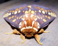 Citheronia equatorialis