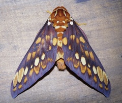 Citheronia equatorialis