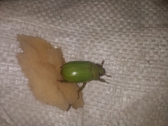 Pelidnota prasina