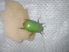 Pelidnota prasina