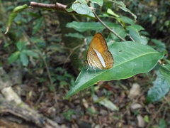 Adelpha cytherea