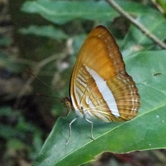 Adelpha cytherea