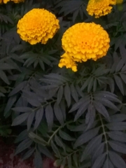 Tagetes erecta